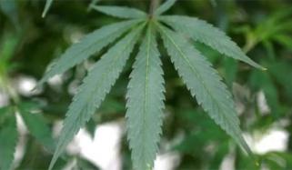 خیبرپختونخوا حکومت کا بھنگ کی کاشت کو قانونی حیثیت دینے پر غور