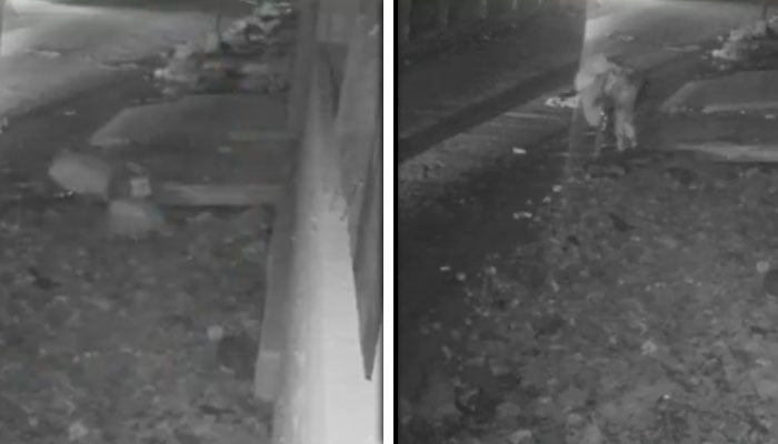 تصویر، اسکرین گریب