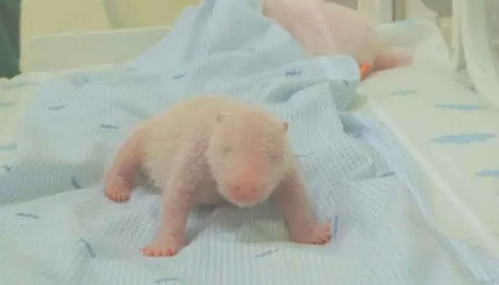 تصویر:بین الاقوامی میڈیا