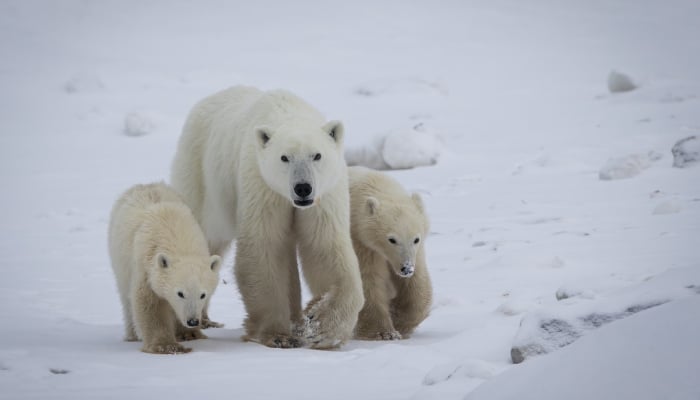 Polar bear shocks scientists by adopting cub in rare case near Churchill