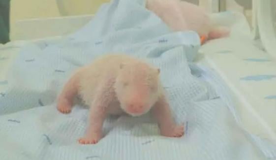  انڈونیشیا میں پہلے پانڈا کی پیدائش