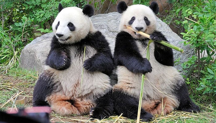 — فائل فوٹو