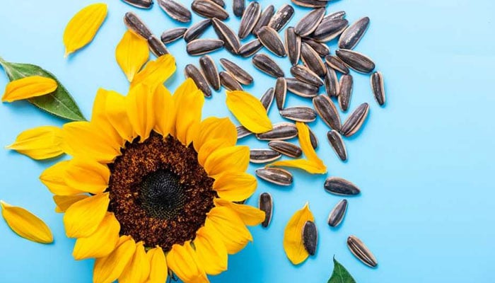 سورج مکھی کے بیج، غذائیت سے بھرپور سپر فوڈ