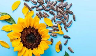 سورج مکھی کے بیج، غذائیت سے بھرپور سپر فوڈ