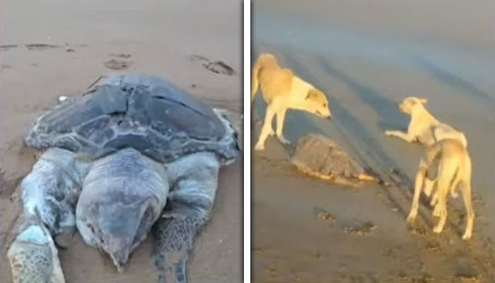 تصویر بشکریہ سوشل میڈیا