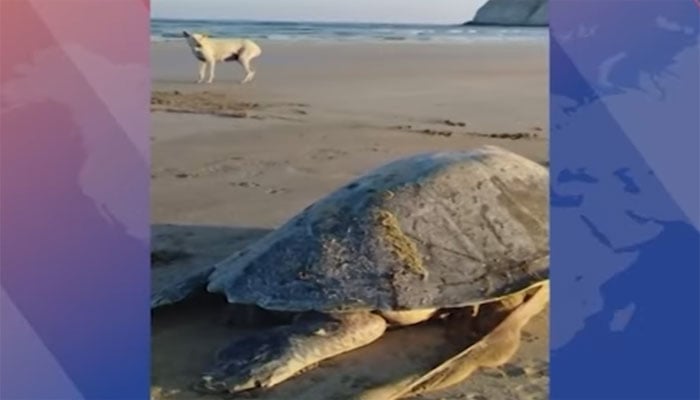 ویڈیو گریب۔