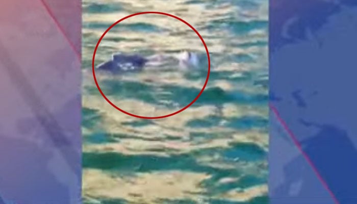 فوٹو: اسکرین گریب، جیو نیوز