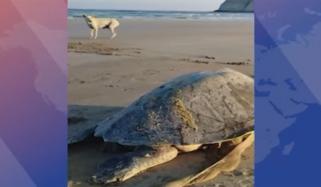 گوادر کے مغربی ساحل پر دو کچھوے مردہ حالت میں پائے گئے، ڈپٹی ڈائریکٹر ماحولیات  