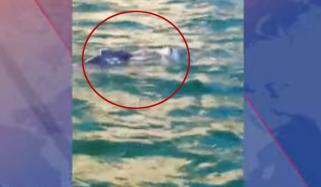 گوادر میں گنز کے ساحل کے قریب ڈولفن کا مردہ بچہ دیکھا گیا