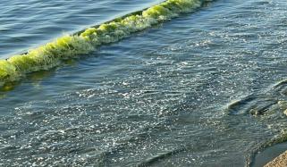 پسنی سے جیونی تک سمندر کے پانی کا رنگ سبز ہوگیا
