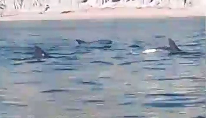 فوٹو: جیونیوز