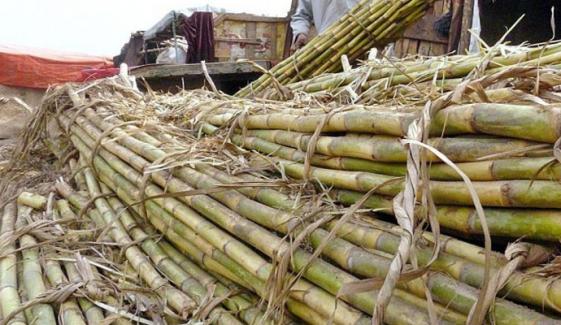 ڈی آئی خان: کاشت کاروں کا مناسب ریٹ نہ ملنے تک شوگر ملوں کو گنا نہ دینے کا فیصلہ