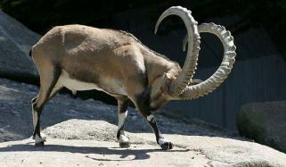 مارخور اور آئی بیکس کے شکار کے کوٹے پر وفاق اور صوبائی حکومت میں تنازع