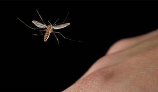 عرب امارات میں بارشوں کے بعد مچھروں میں اضافہ، شہری احتیاط کریں، حکام