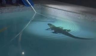 مگرمچھ گھر کے سوئمنگ پول میں گھس گیا