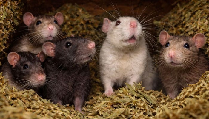 — فائل فوٹو