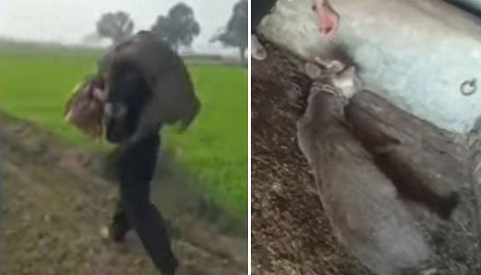 سیالکوٹ: جنگلی ہرن زخمی حالت میں ملا