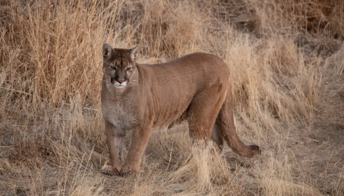 Woman found dead after suspected mountain lion attack in Colorado