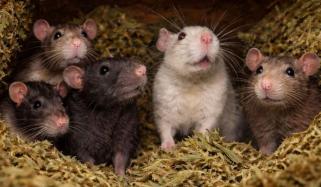 چوہوں نے 200 کلو چرس کھا کر گرفتار ملزم کو رہا کروا دیا