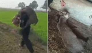 سیالکوٹ: جنگلی ہرن زخمی حالت میں ملا