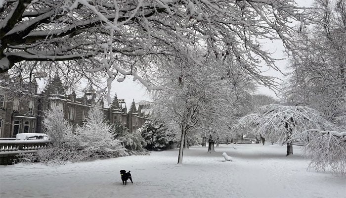 تصویر سوشل میڈیا۔