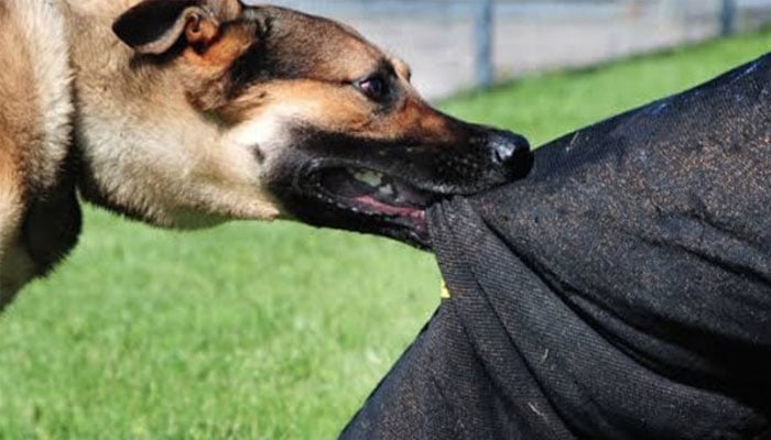 کراچی، 5 دن میں کتوں نے 850 افراد کو کاٹ لیا