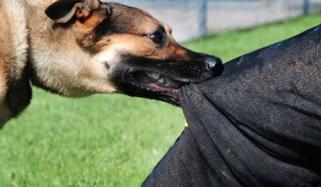 کراچی، 5 دن میں کتوں نے 850 افراد کو کاٹ لیا