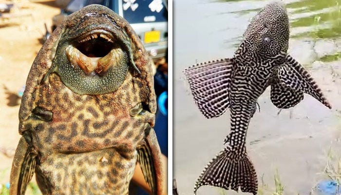 تصاویر بشکریہ سوشل میڈیا