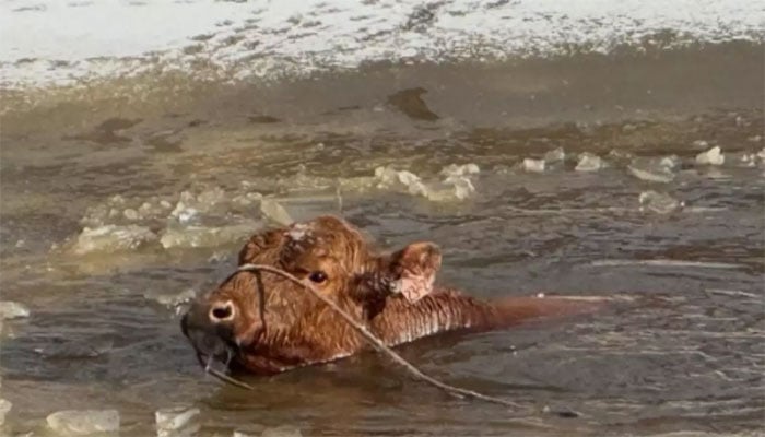 تصویر سوشل میڈیا۔