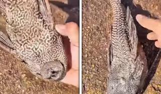 خطرناک ایلین مچھلی کراچی فش ہاربر پہنچ گئی