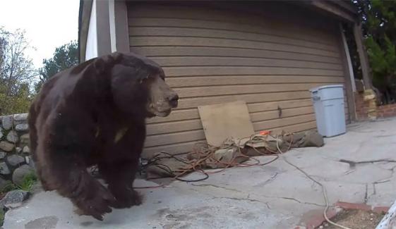  550 پاؤنڈ کا ریچھ 37 دن بعد گھر کے تہہ خانے سے نکال دیا گیا