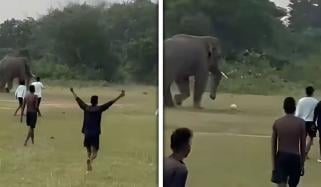 جنگلی ہاتھی فٹبال کا شوقین نکلا، ویڈیو وائرل