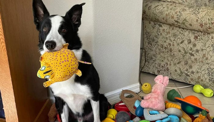 — علامتی فوٹو