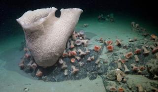 بحرِ منجمد شمالی کی گہرائیوں میں پوشیدہ سمندری دنیا دریافت