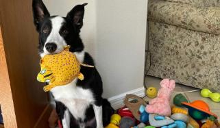 ذہین کتے انسانوں کی گفتگو سن کر نئے الفاظ سیکھنے کی صلاحیت رکھتے ہیں: تحقیق