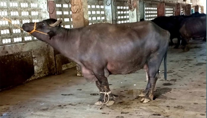 کراچی میں ساڑھے 3 لاکھ بھینسوں کی تعداد کے اندازے غلط ثابت ہوئے