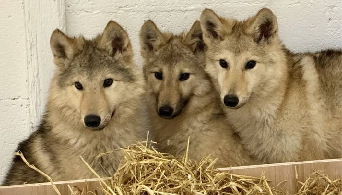 Three abandoned dogs in Preston confirmed as wolf-dogs after DNA tests