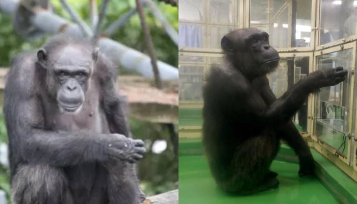 Ai, Japanese chimpanzee known for incredible memory and intelligence diest at 49