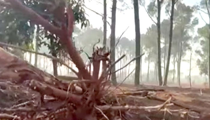 اسکرین گرایب