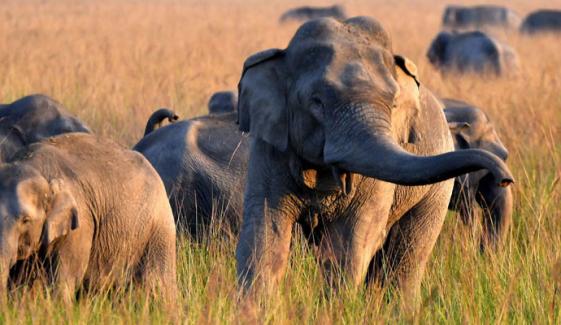 بھارت میں ہاتھی نے 20 افراد کو ہلاک کردیا