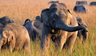 بھارت میں ہاتھی نے 20 افراد کو ہلاک کردیا