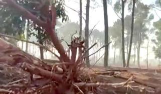 اسلام آباد میں درختوں کی کٹائی، اپوزیشن و حکومتی اتحاد ایک پیج پر آ گیا