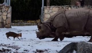 چھوٹی جسامت کا ہرن اور دیوہیکل گینڈا آمنے سامنے 