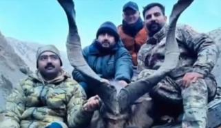 امریکی شکاری کا کشمیری مارخور کا کامیاب شکار