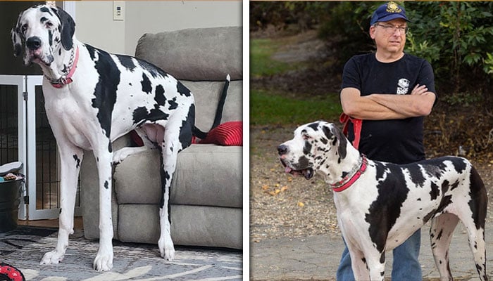 — تصویر بشکریہ گنیز ورلڈ ریکارڈ