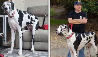 امریکی گریٹ ڈین نے دنیا کا سب سے لمبا کتے ہونے کا ریکارڈ قائم کرلیا