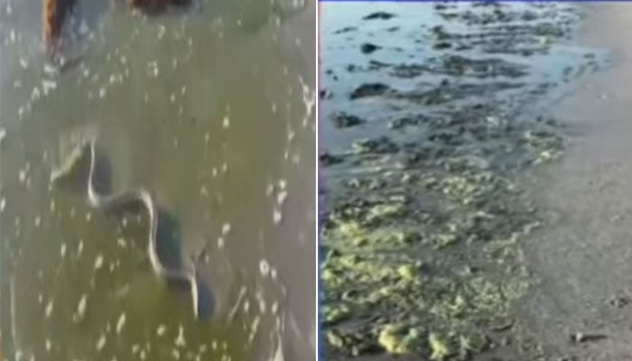 اسکرین گریب