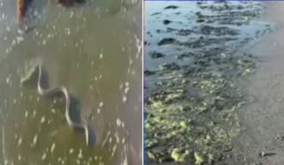 مکران کے ساحلی علاقوں میں پانی سبز، ہر طرف بدبو پھیل گئی