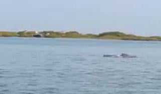 گوادر: مکران کے مشرقی ساحل پر ہمپ بیک ڈولفن کے جھنڈ کا نظارہ