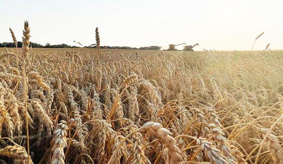 پنجاب حکومت نے پاسکو سے 7 لاکھ ٹن گندم خرید لی